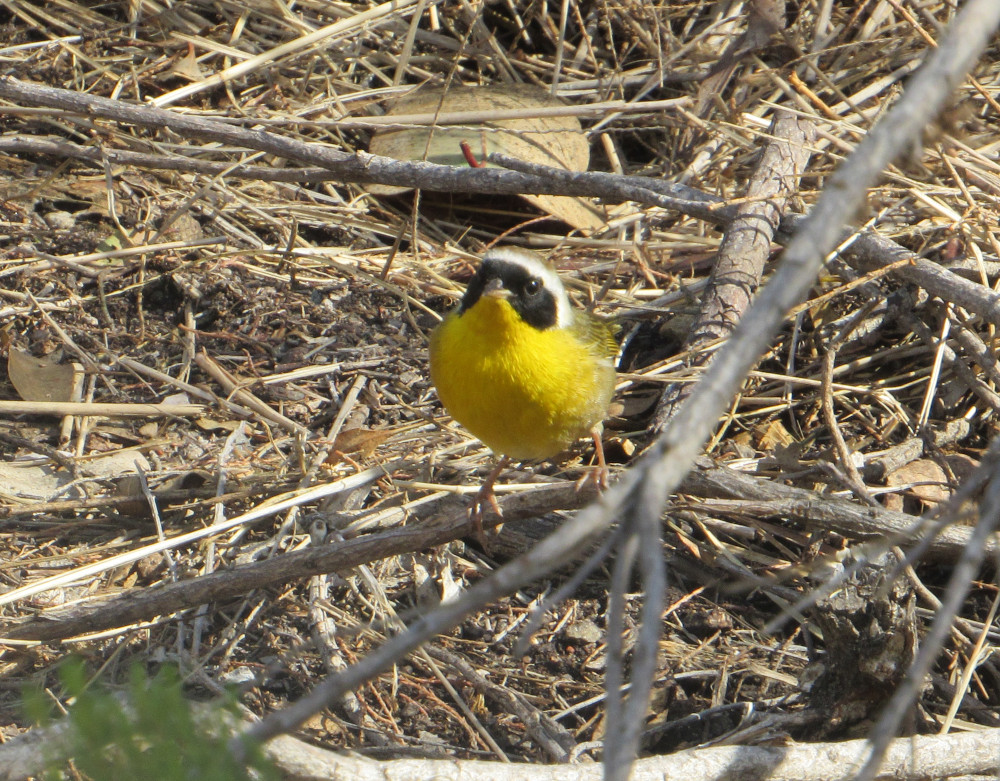 Common Yellow throat